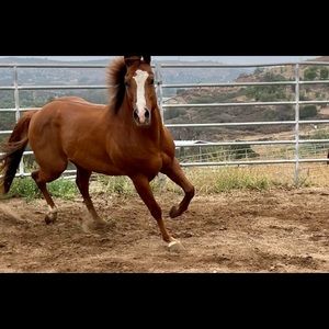 Meet your Posher, Laurel